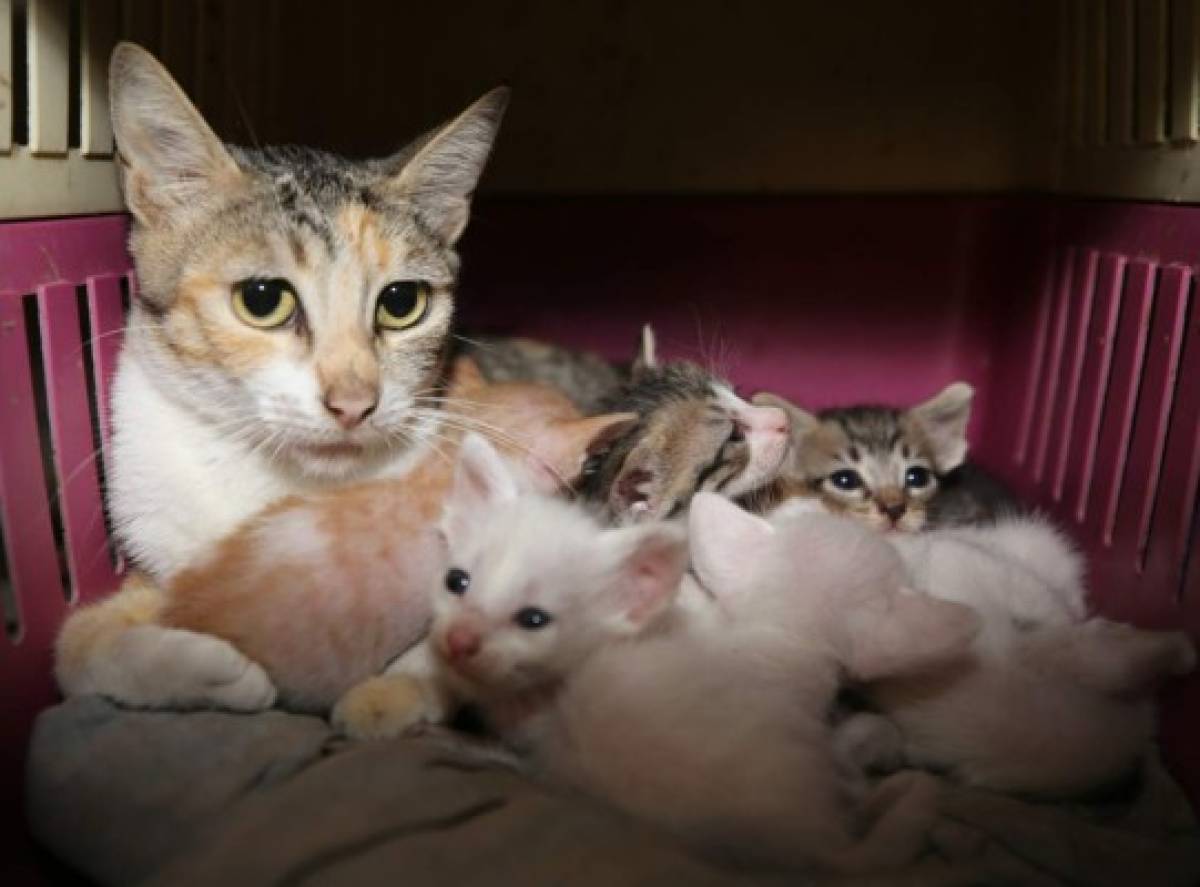 Gatos rescatados esperan por nueva familia y hogar