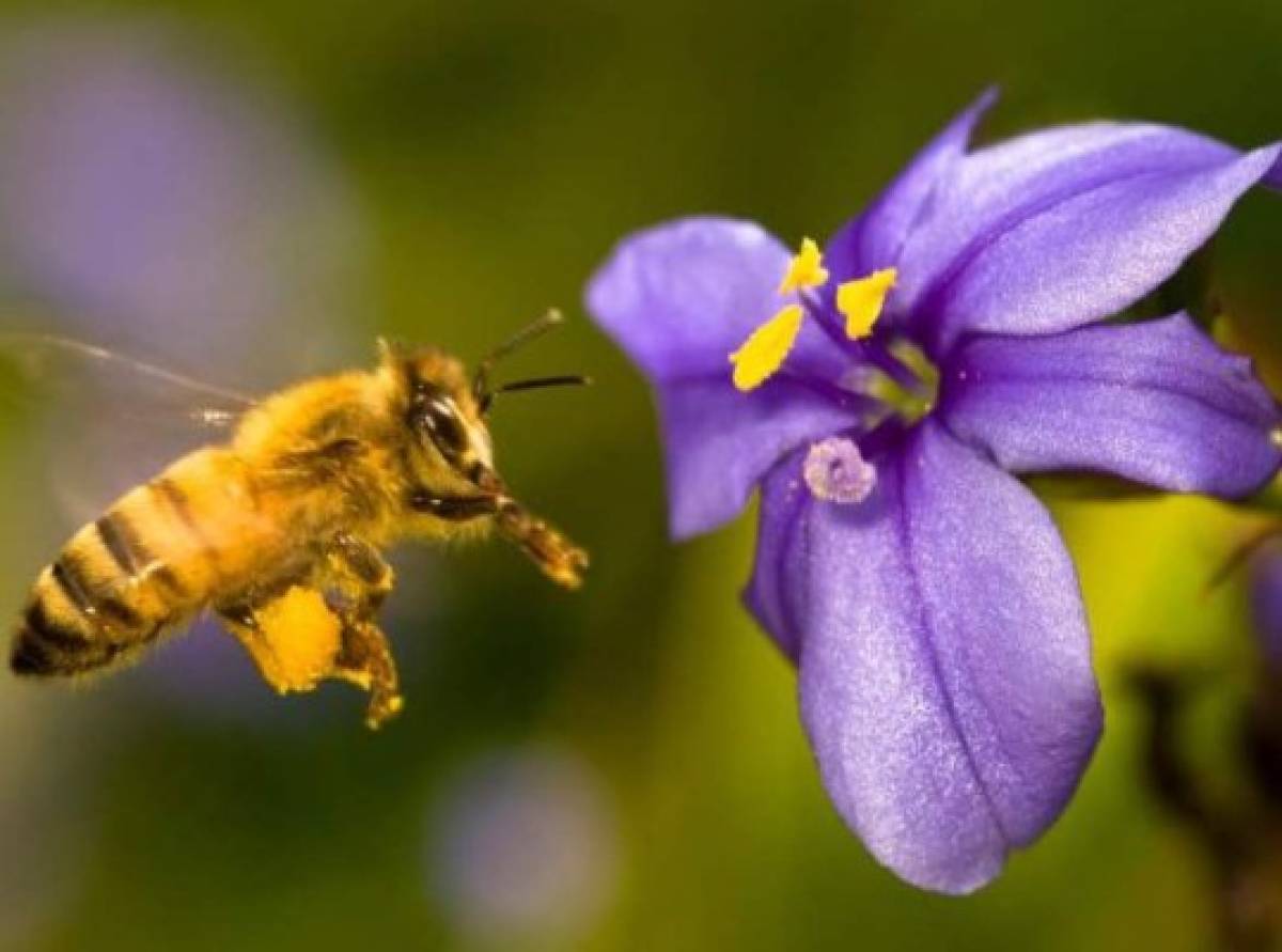 El secreto de las abejas