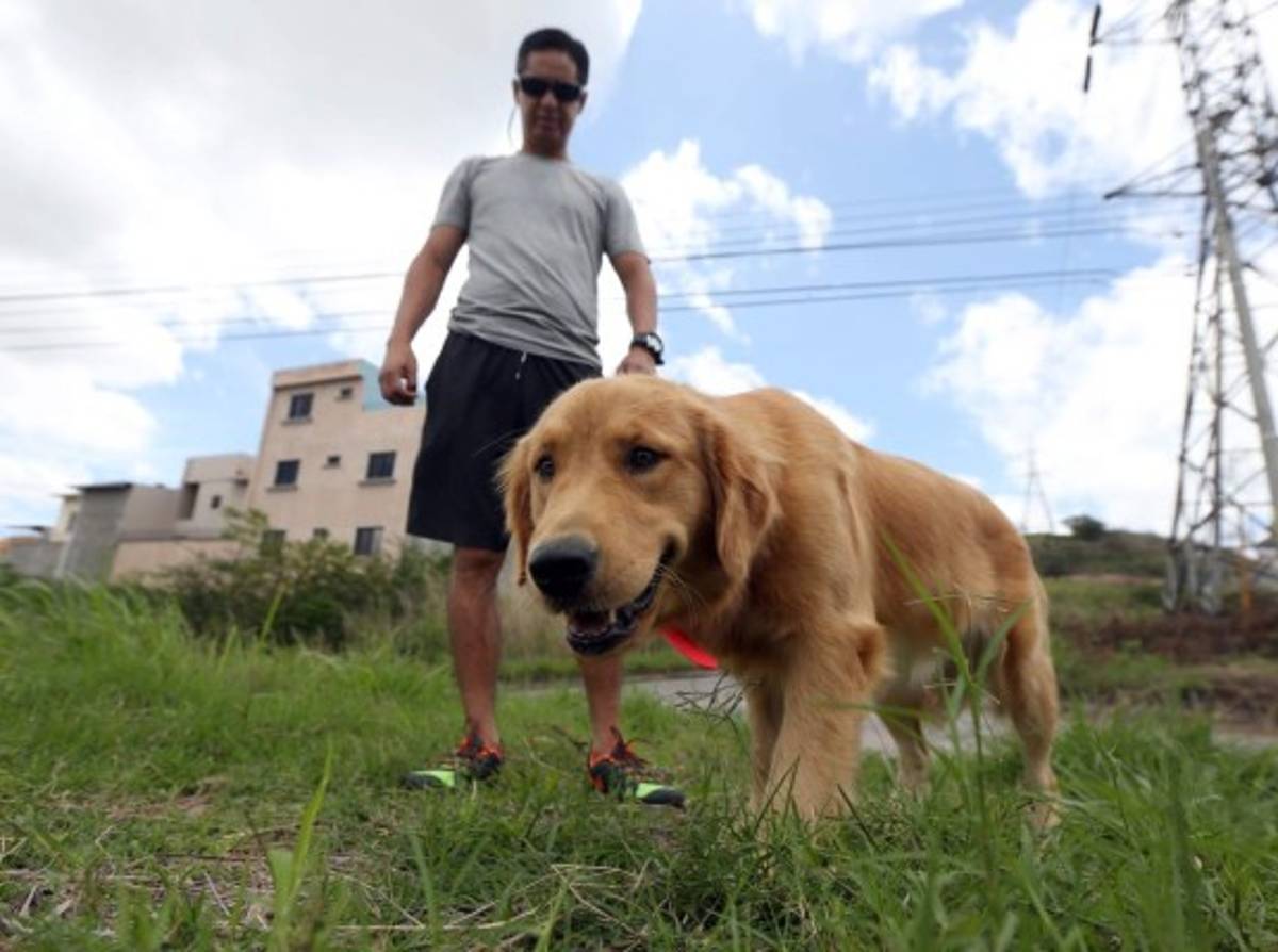 Consejos para entrenar a su perro en casa
