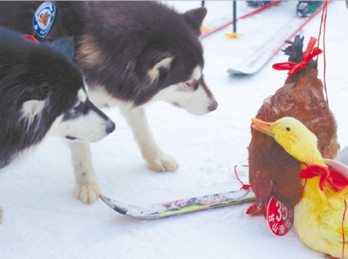 Sonrisas que arranca la Curiosa vida animal