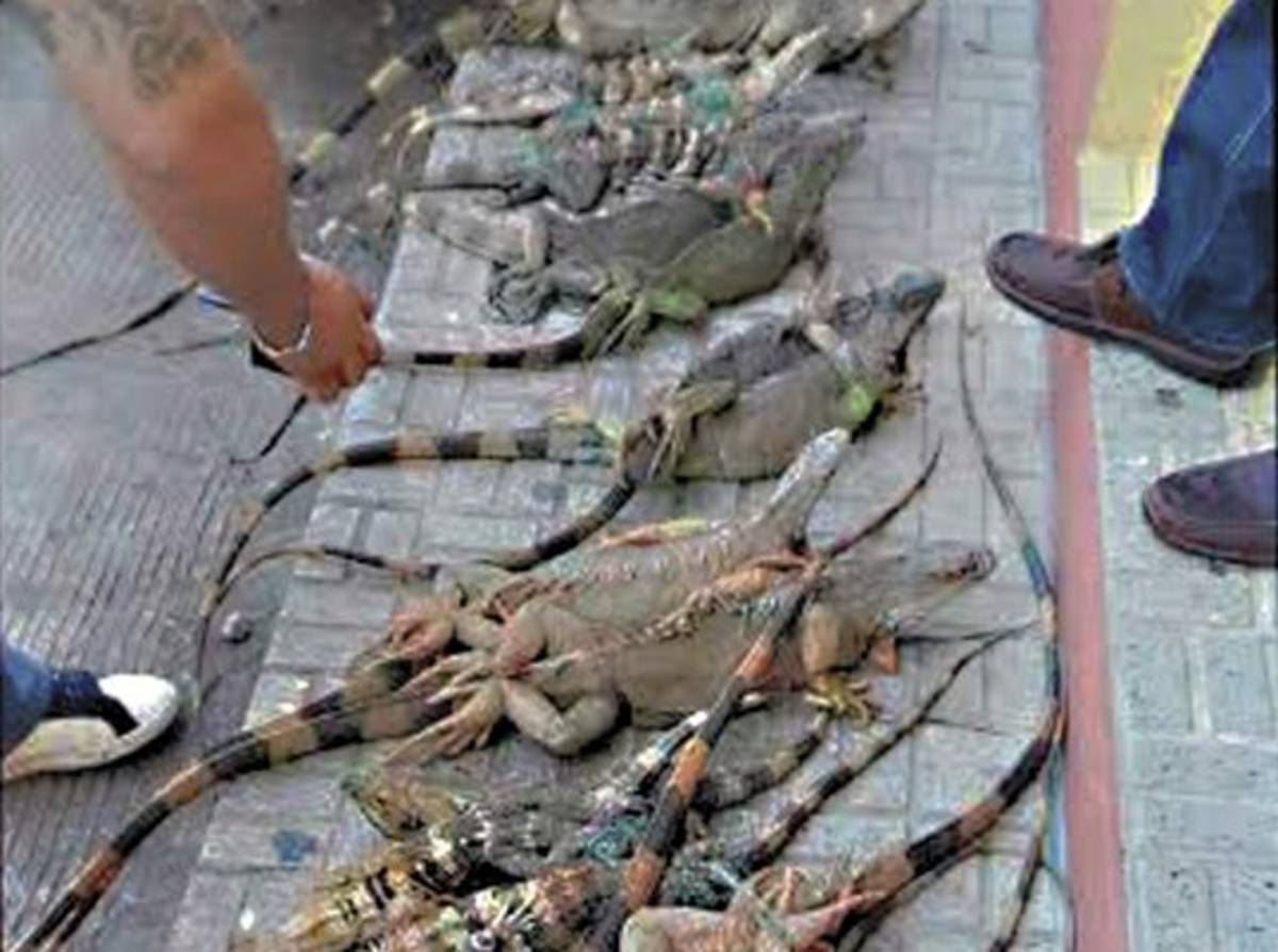 Autoridades liberan a dieciocho iguanas