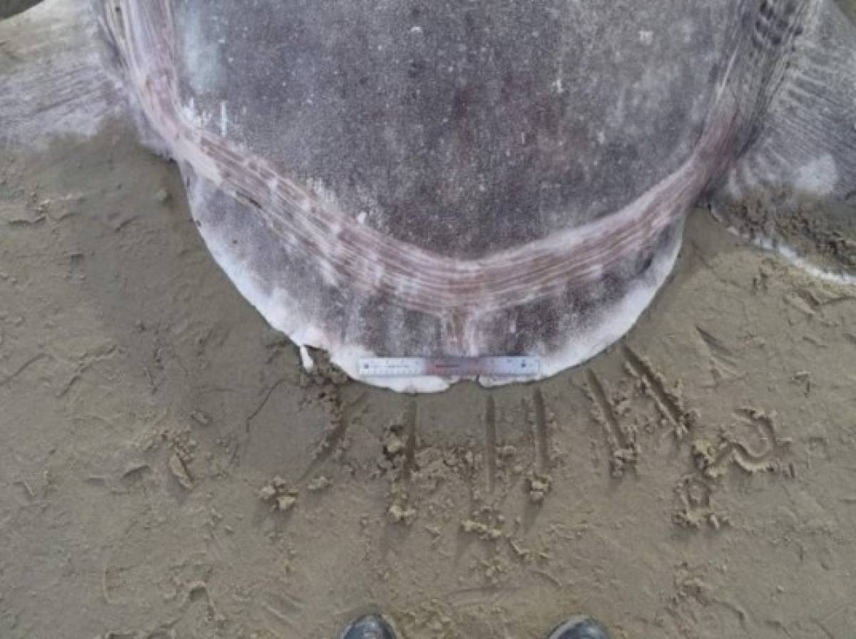 El enorme y aterrador pez que apareció en una playa de California, Estados Unidos