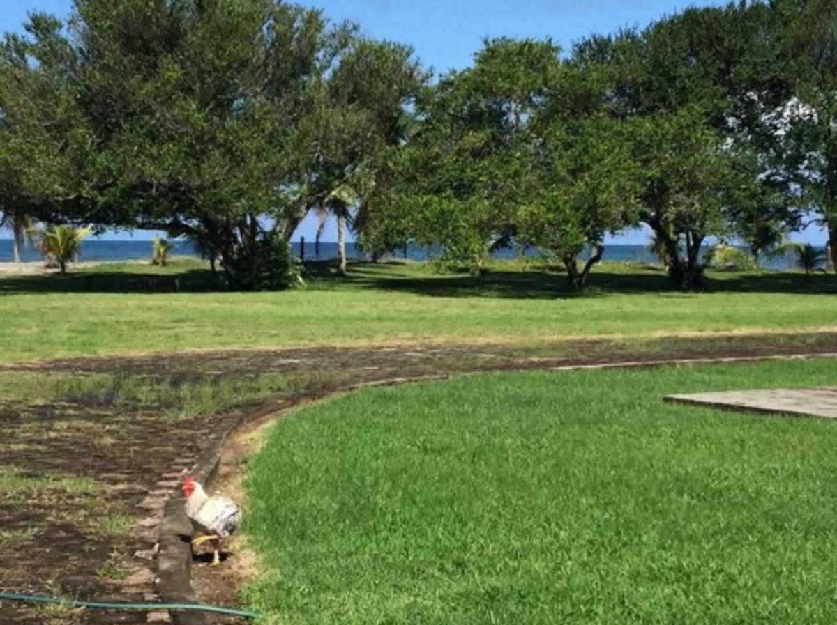 Aseguran bienes al extraditado 'Don H' en norte de Honduras   