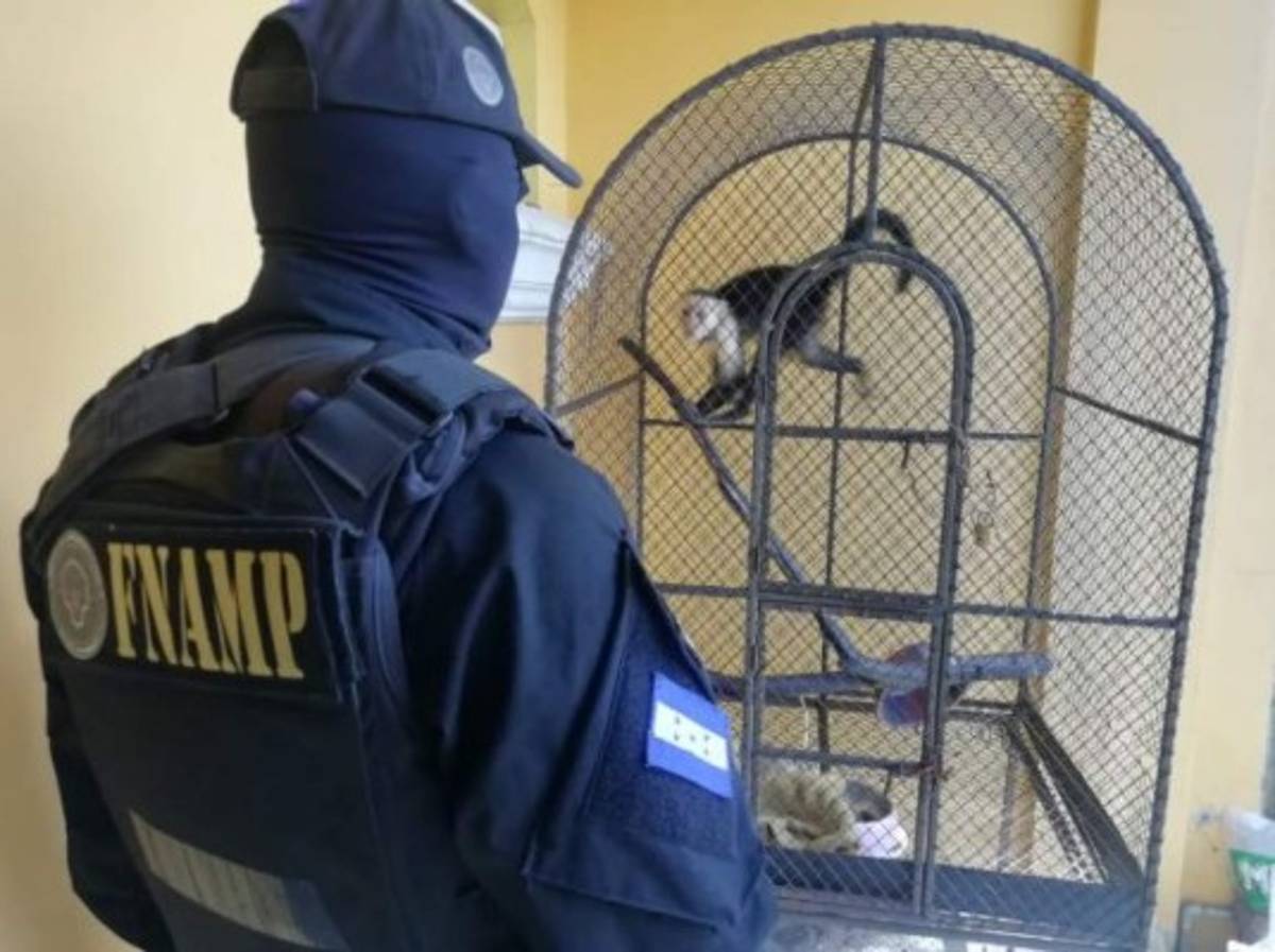 El 'Cholo Houston' tenía animales exóticos en su lujosa vivienda