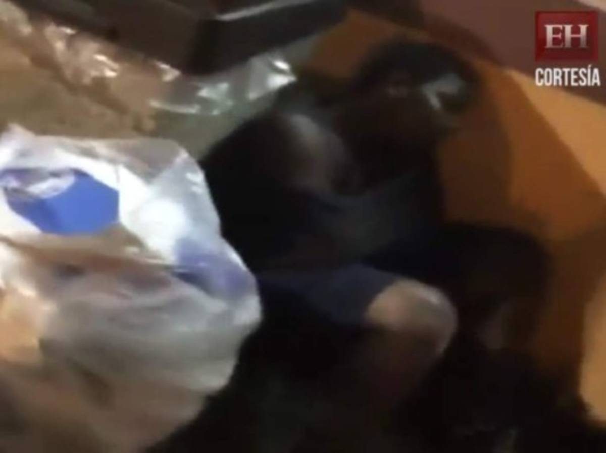  El gran mensaje de un músico hondureño al encontrar un niño en la calle