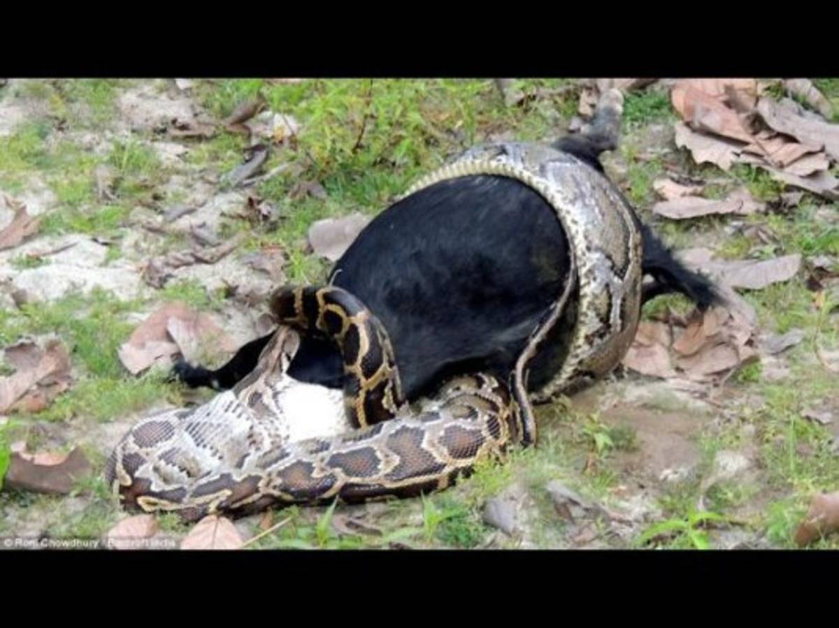 Momento en el que una pitón se traga una cabra