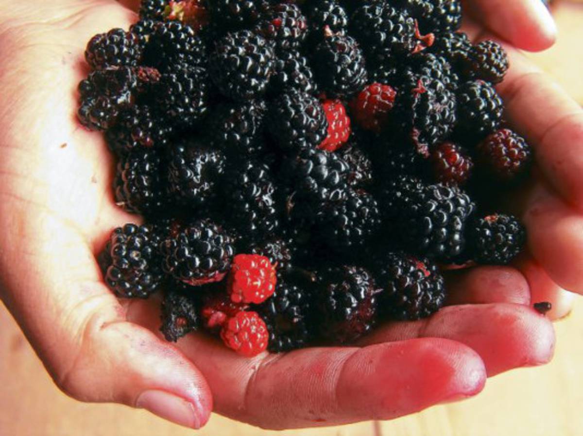 Bondades de las frutas de color oscuro