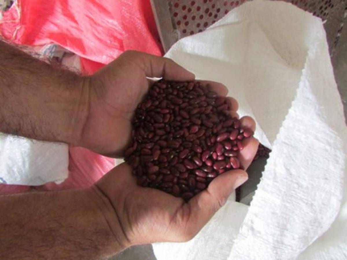 Honduras: Cosecha de frijol garantiza oferta