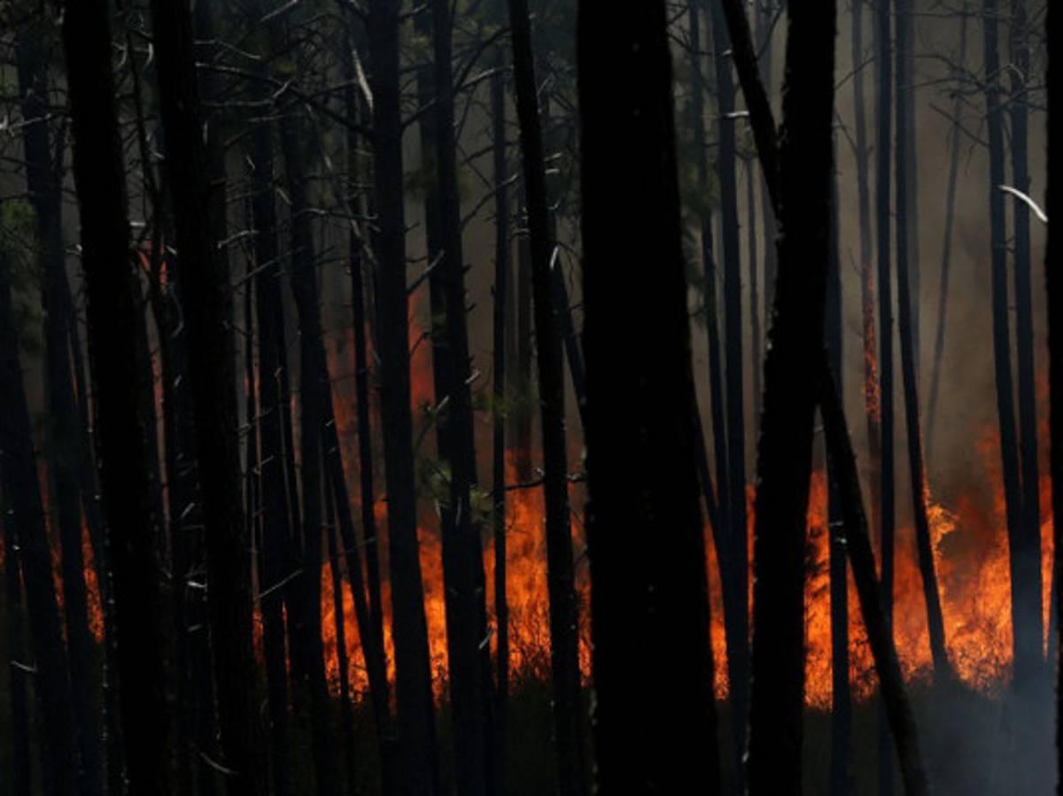 Alarma por aumento de incendios forestales