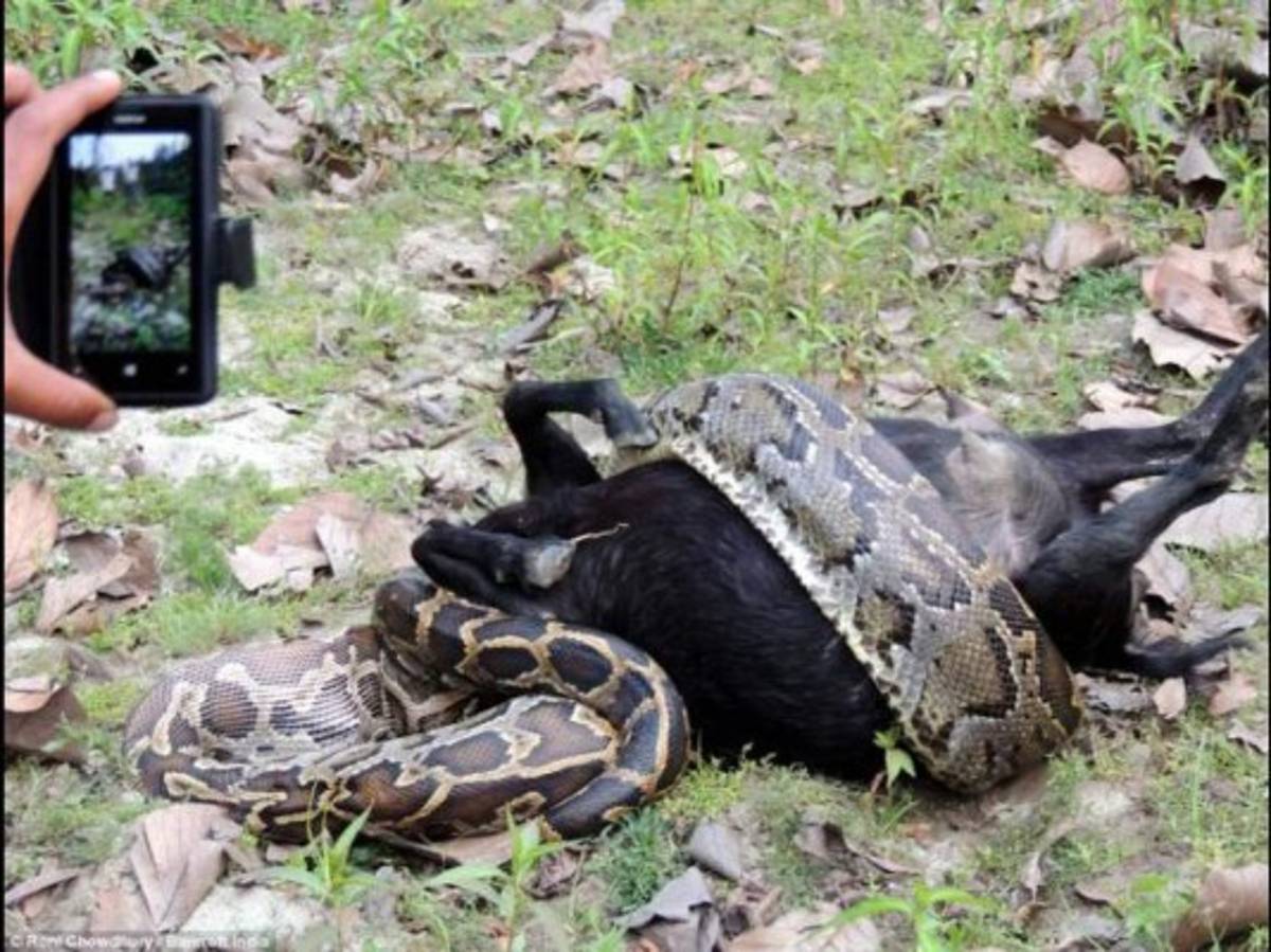Momento en el que una pitón se traga una cabra