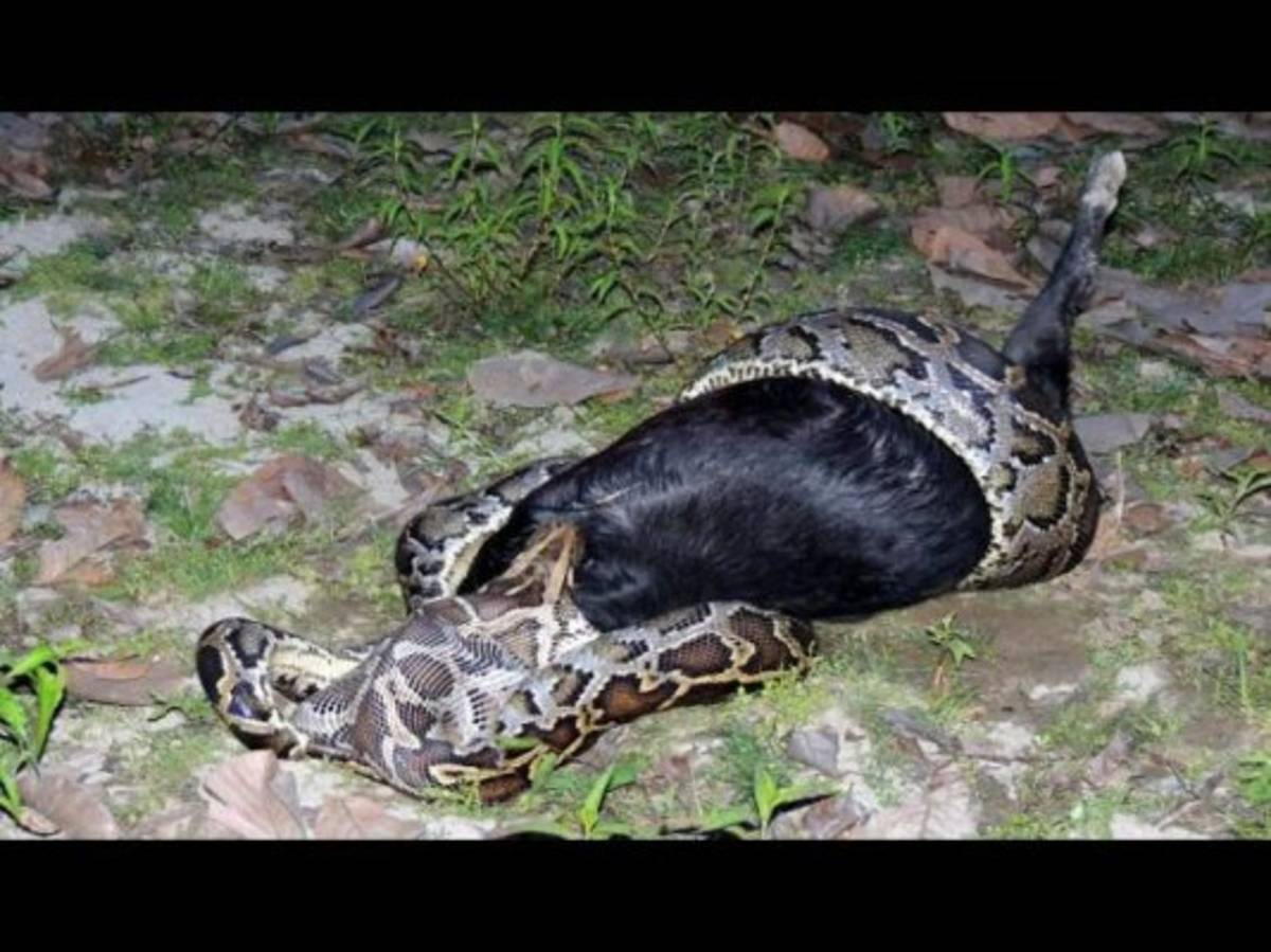 Momento en el que una pitón se traga una cabra