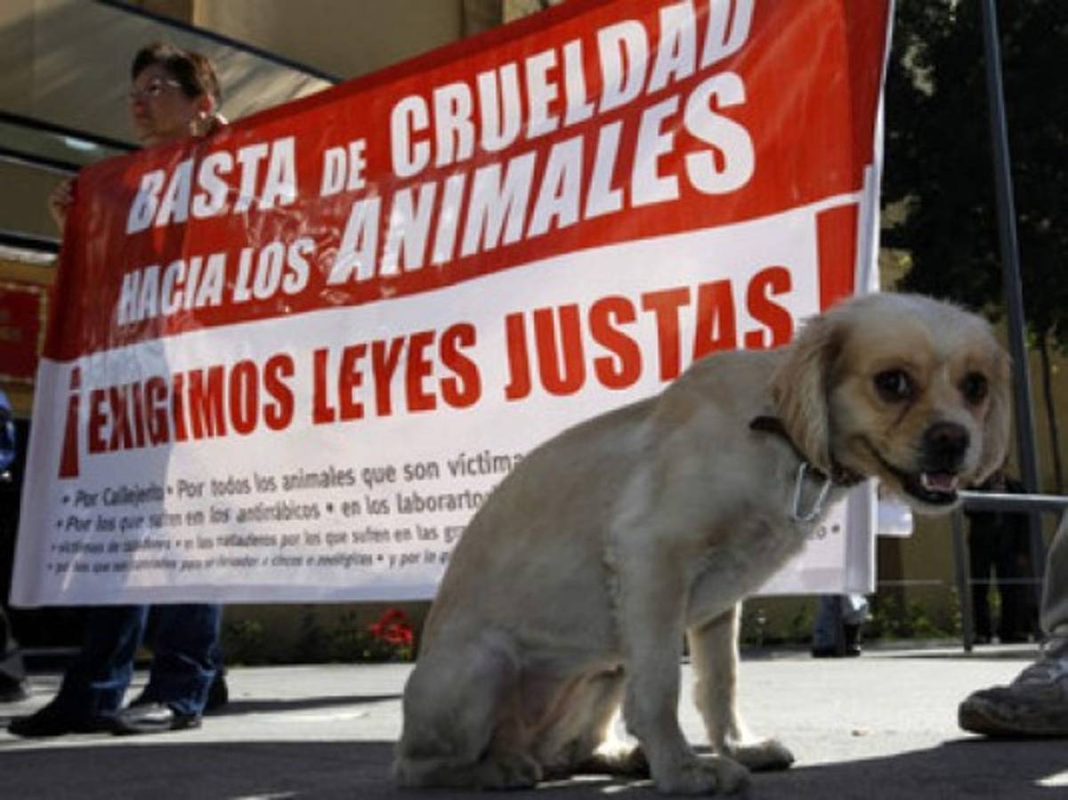 Las mejores imágenes contra el maltrato animal