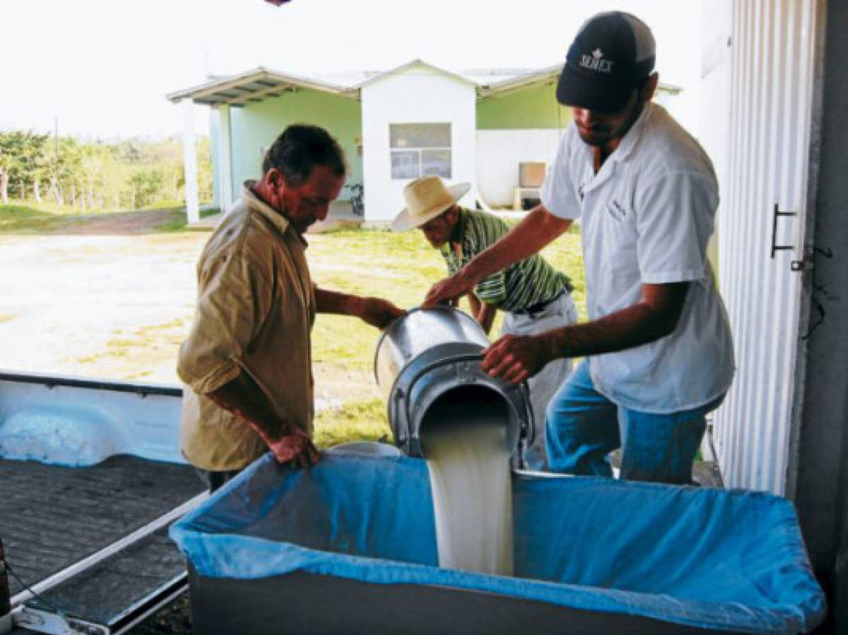 Productores de leche anhelan contar con plantas procesadoras