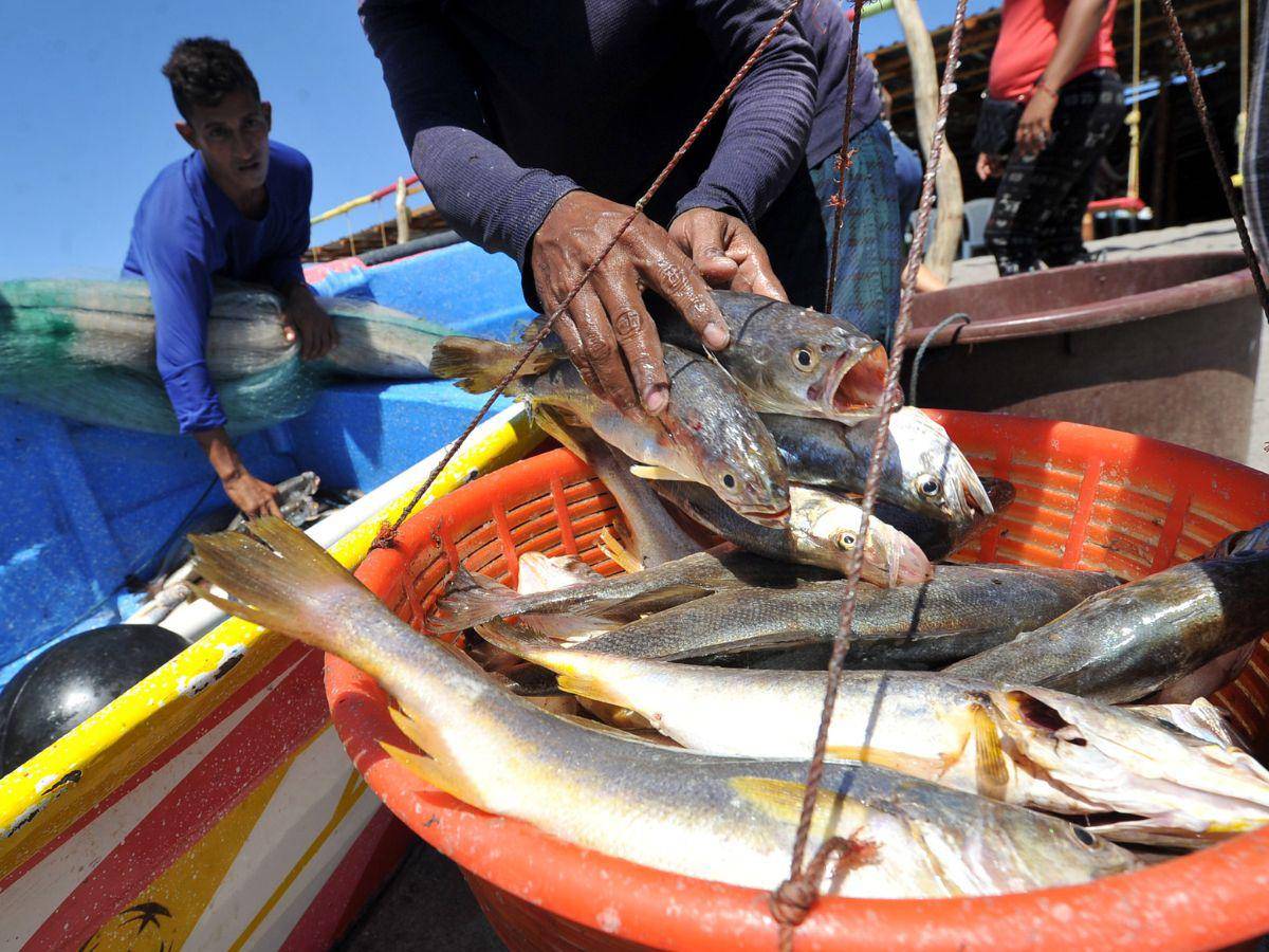 $!Los pescadores desde la semana pasada abastecieron los restaurantes con los mejores ejemplares del Golfo para la Semana Morazánica.