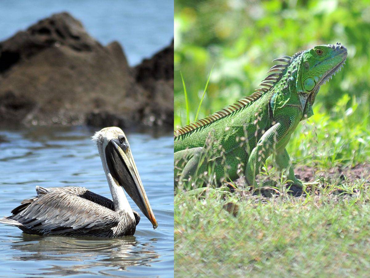 $!Especies marinas y reptiles se puede ver en todo el recorrido de la costa pacífica de Honduras.