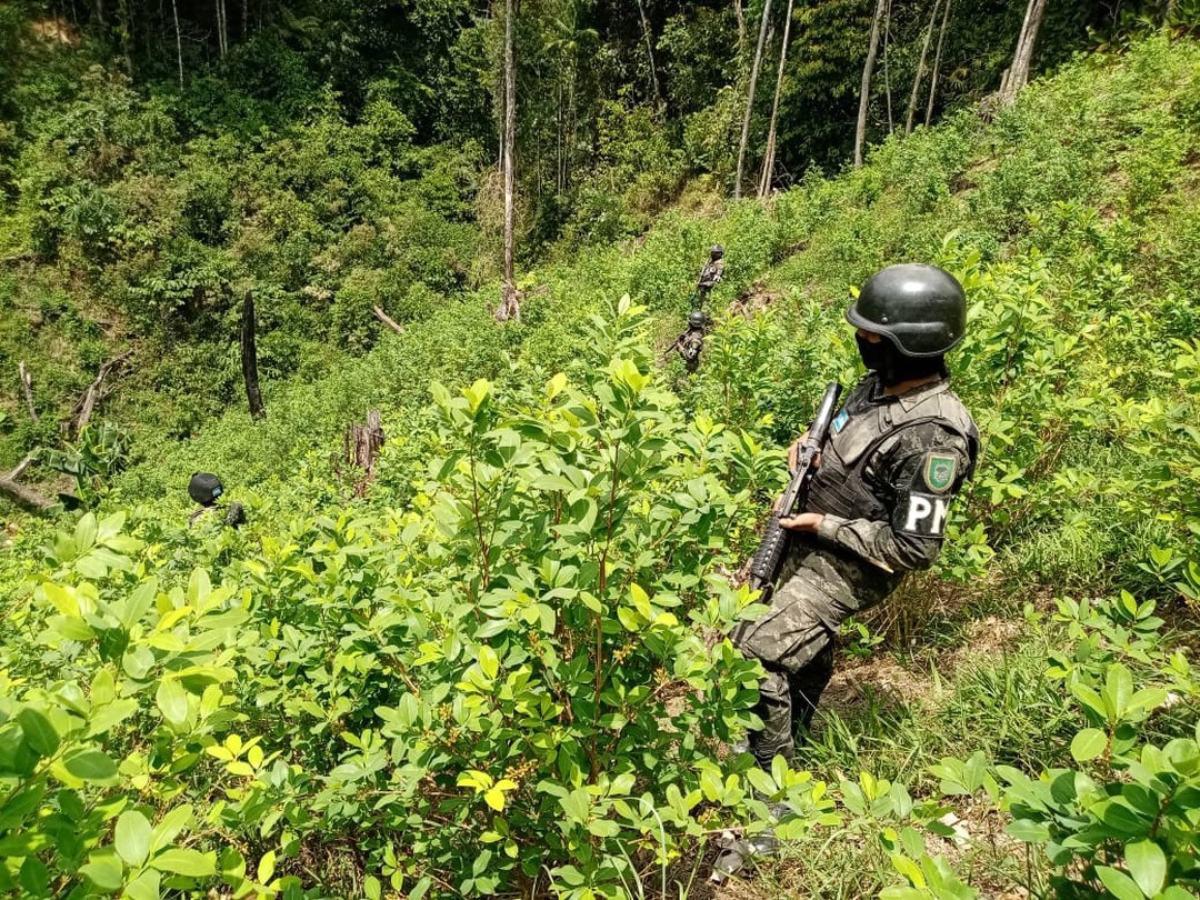 $!Los expertos cuestionan que, pese a los esfuerzos, cada mes aparecen más cultivos ilícitos.