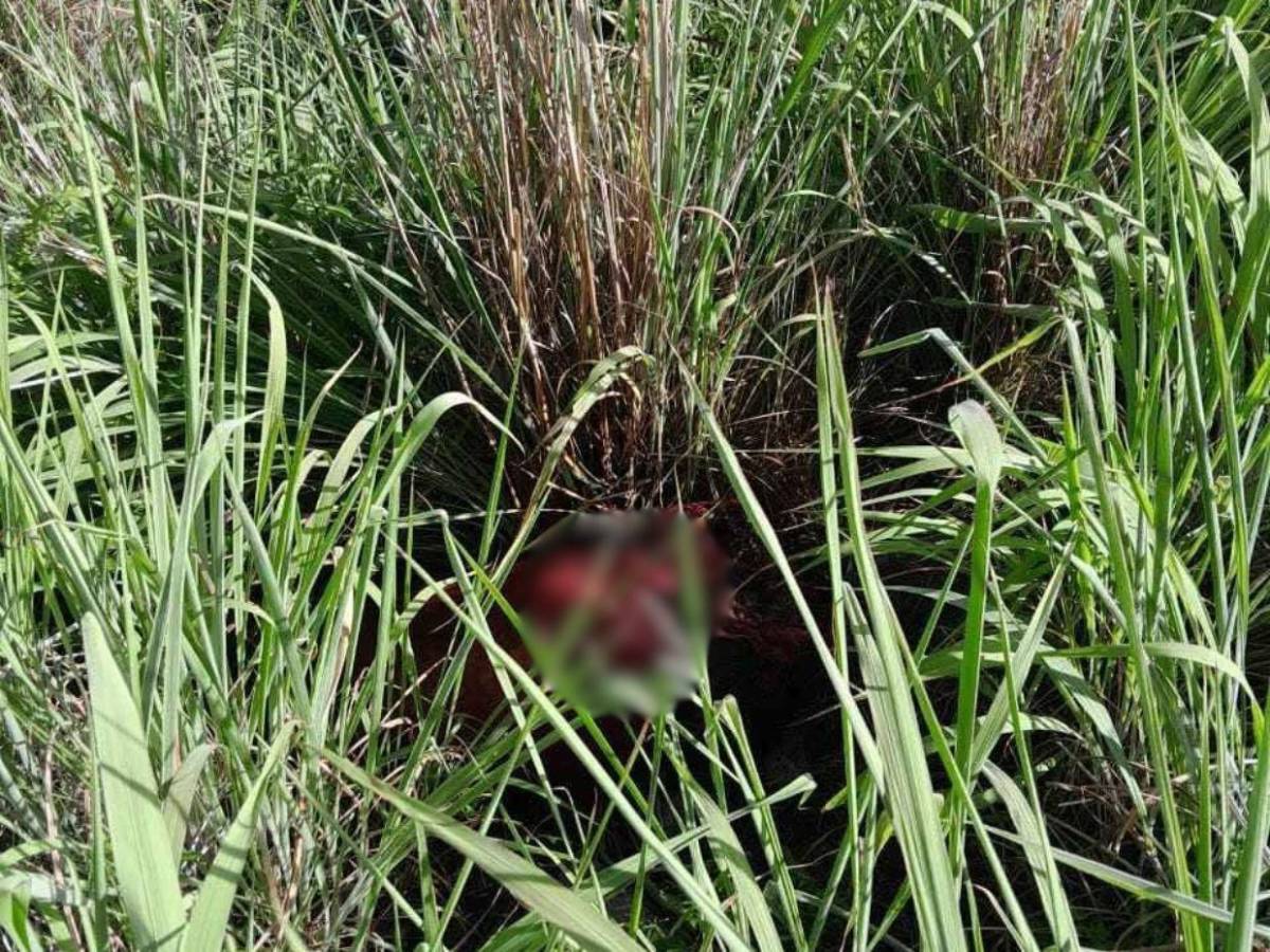Nunca fuiste mal portado: Así recuerdan a Pancho, hallado encostalado tras varios días desaparecido en Choluteca