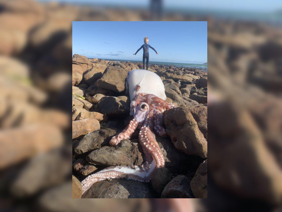 Encuentran extraño calamar con un ojo en playa de Sudáfrica