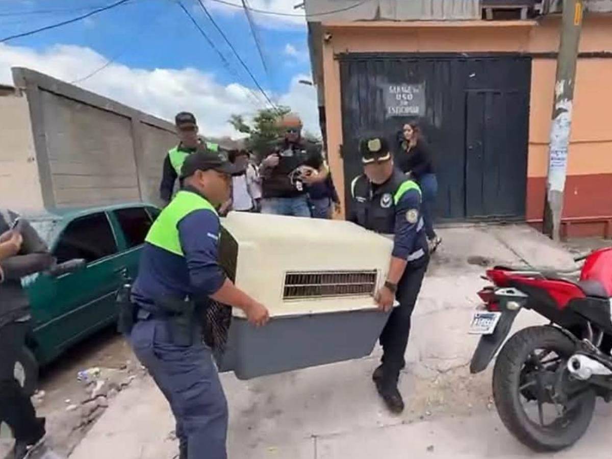Escuchábamos llorar al perro: Vecinos revelan el trato que recibía el pitbull que mató a su dueño en Tegucigalpa
