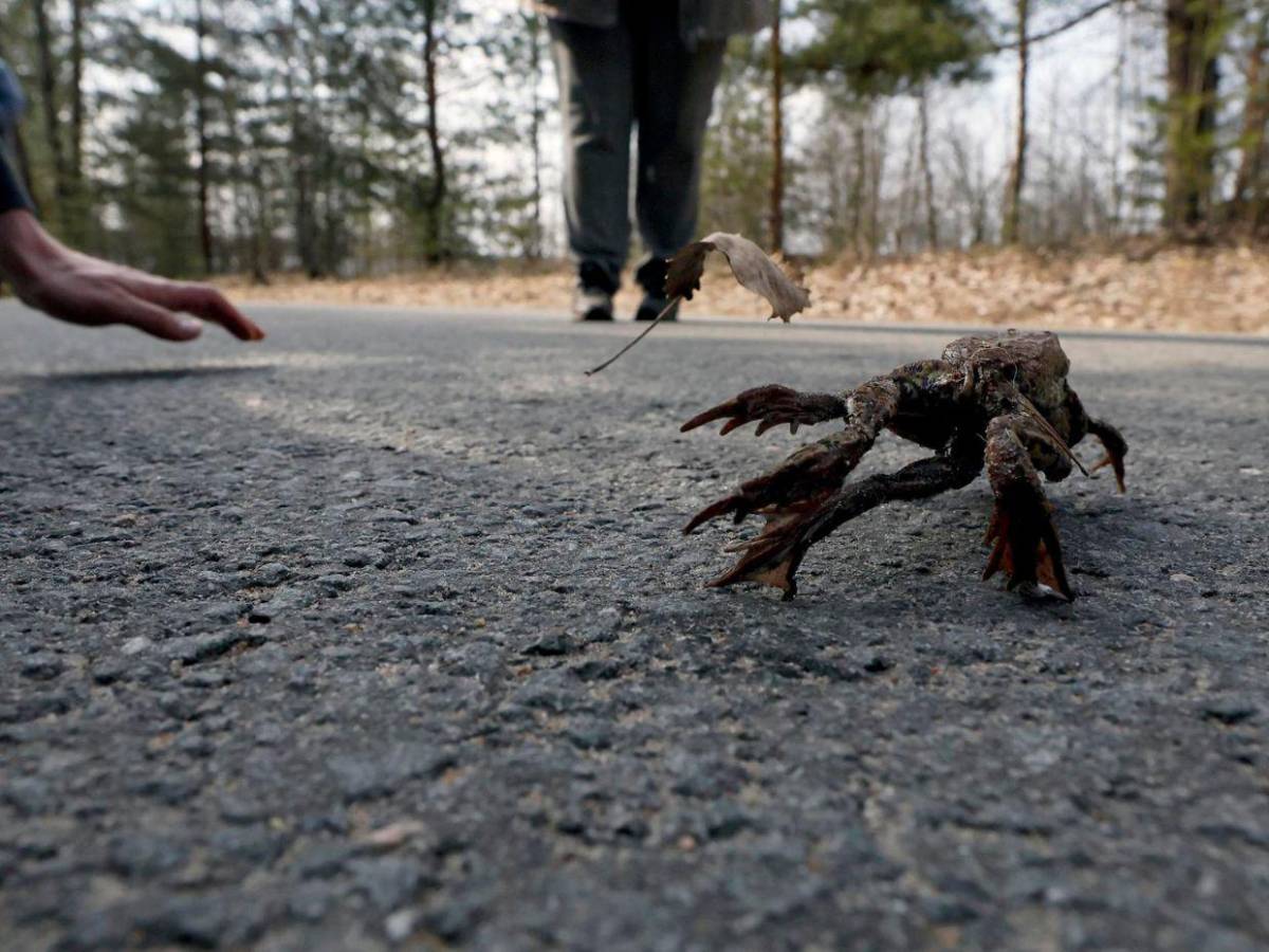 ¡Paso a los anfibios!: San Petersburgo ayuda a las ranas en su migración