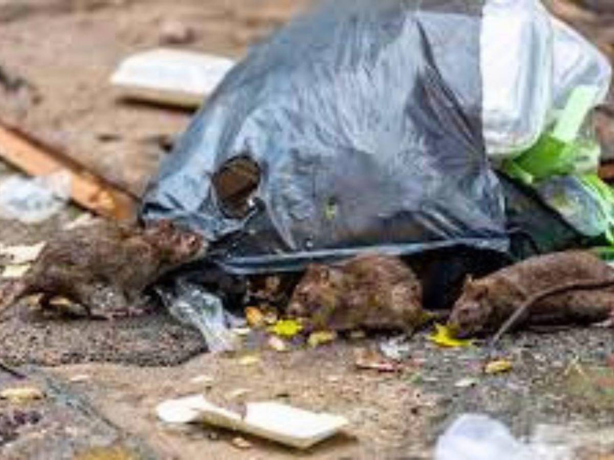 Hantavirus deja 3 muertos en un crucero y alerta global, ¿qué es y cómo se contagia?