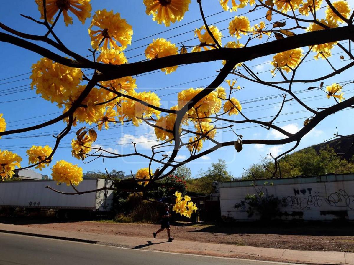 Un espectáculo natural: flores llenan de frescura la capital hondureña​​​​​​