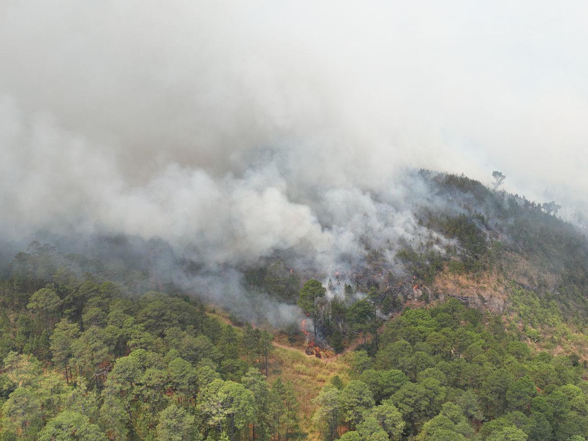 Dos devastadores incendios forestales arrasan el bosque de La Tigra en la capital