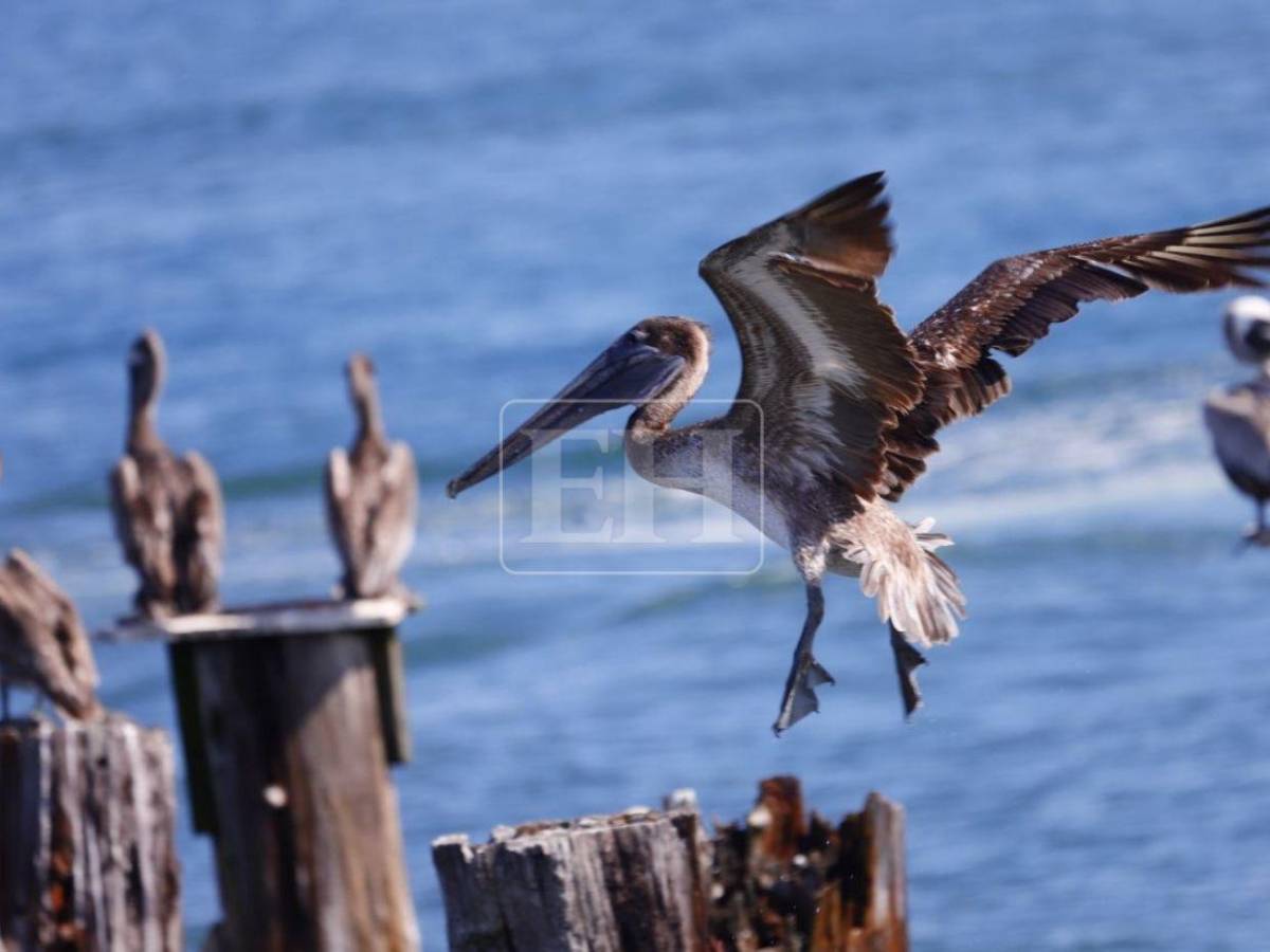 Playas de Tela siguen llenas en la recta final de Semana Santa