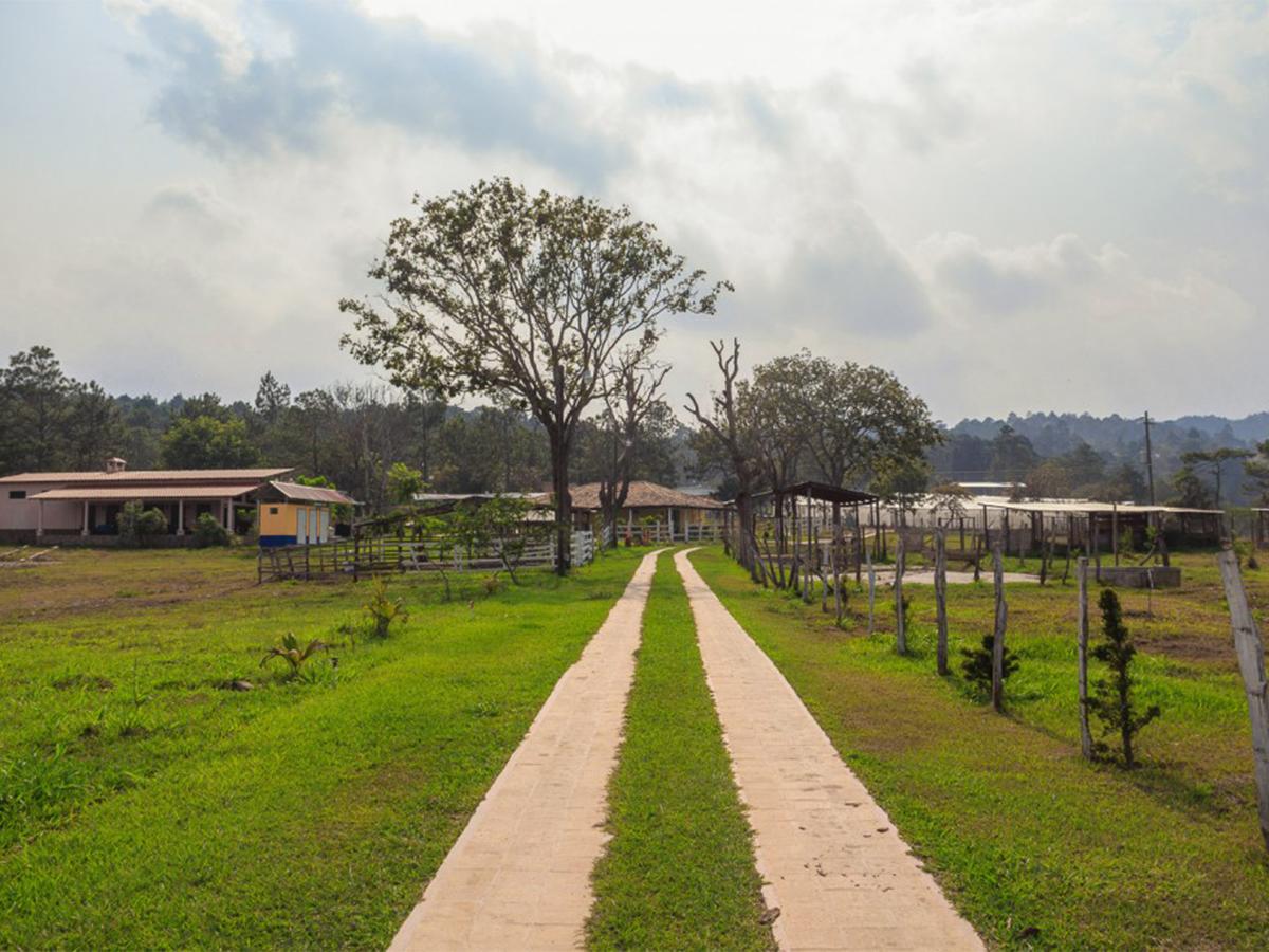 <i>La belleza natural rodea cada rincón de Finca Santa Elena, ofreciendo un paisaje de ensueño entre pinos y cafetales.</i>