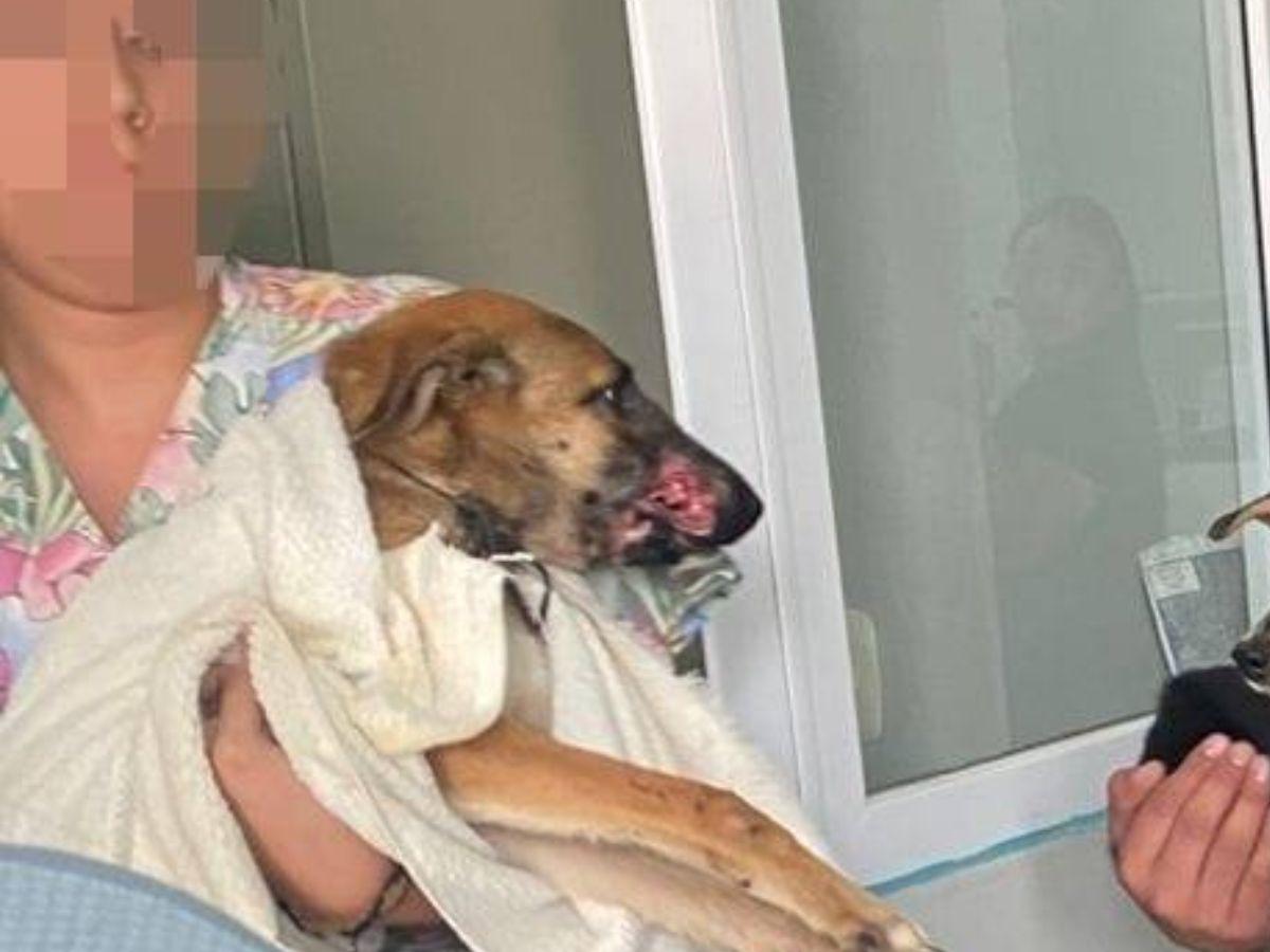 Quemaba y dejaba sin comer a sus perros: capturan a hombre por maltrato animal en Colón