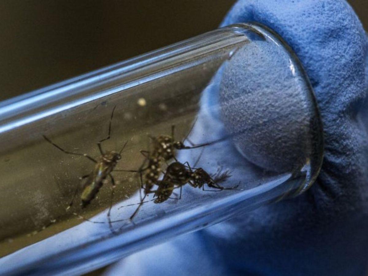 Liberación de mosquitos con Wolbachia es financiado por organismo internacional