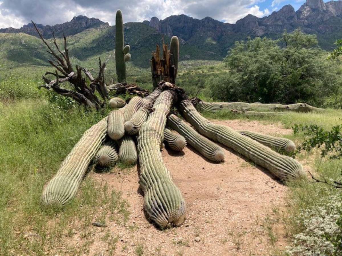 Fuertes lluvias derriban un cactus gigante de 200 años en Arizona