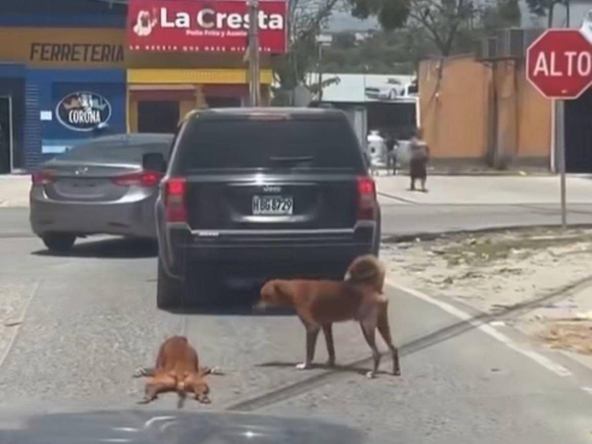 Detienen al hombre que arrastraba a un perro con su carro en Choloma