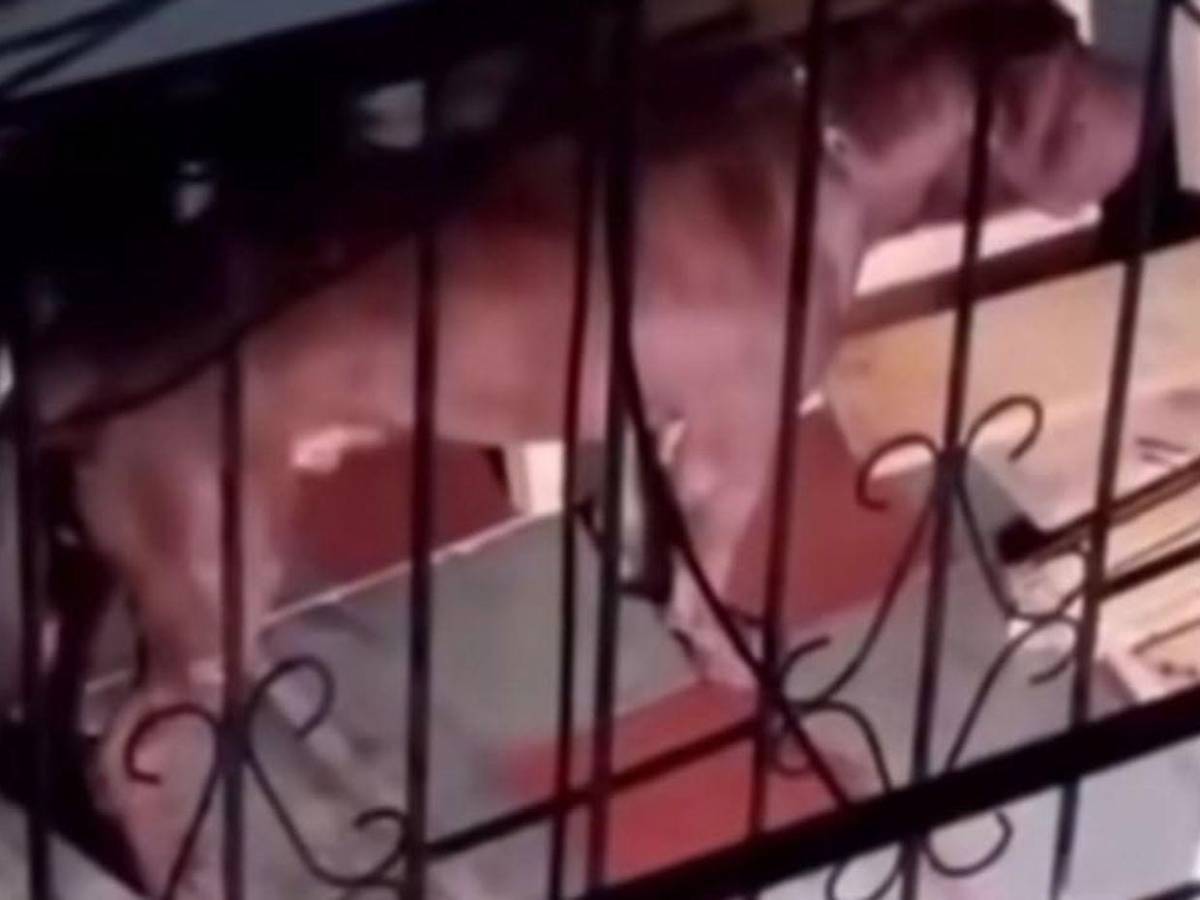 ¡No será sacrificado! Zeus, pitbull que mató a su dueño, irá a un refugio