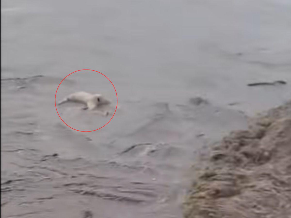 Arrastrado y golpeado por la corriente: así fue hallado un cadáver flotando en el río Ulúa