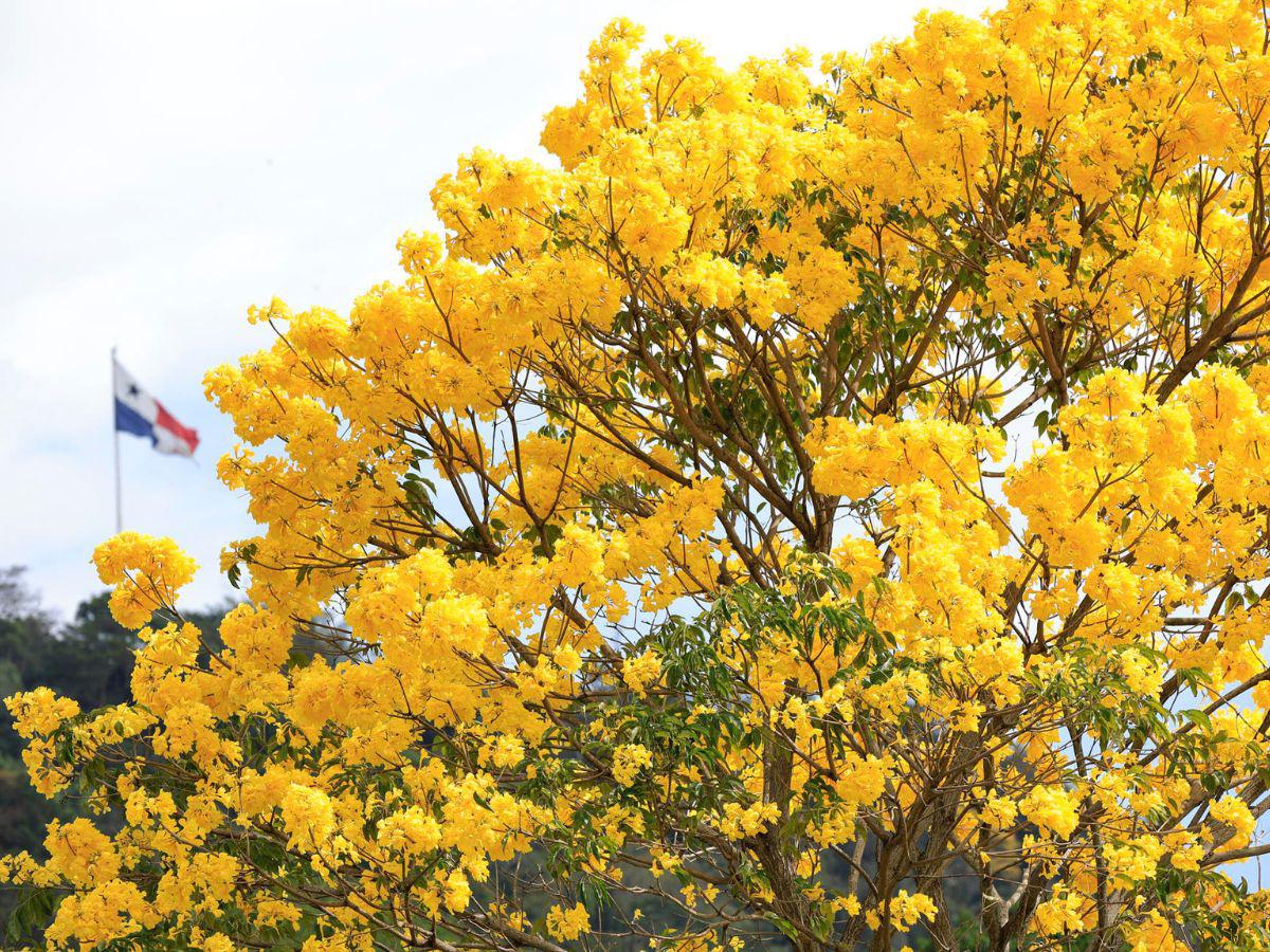 Con el estallido amarillo y rosa de los guayacanes: así lucen las calles en Centroamérica