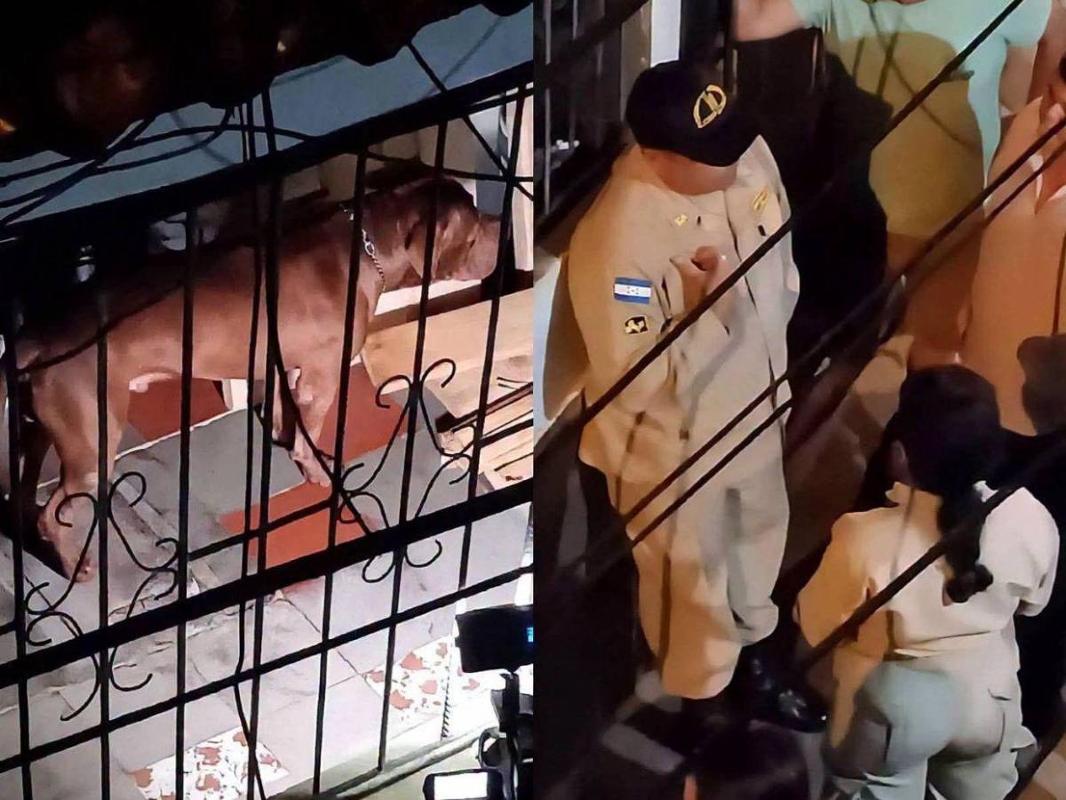 Lo atacó en la mañana y, tras regresar del hospital, lo mató: caso del perro y su dueño en el Hato