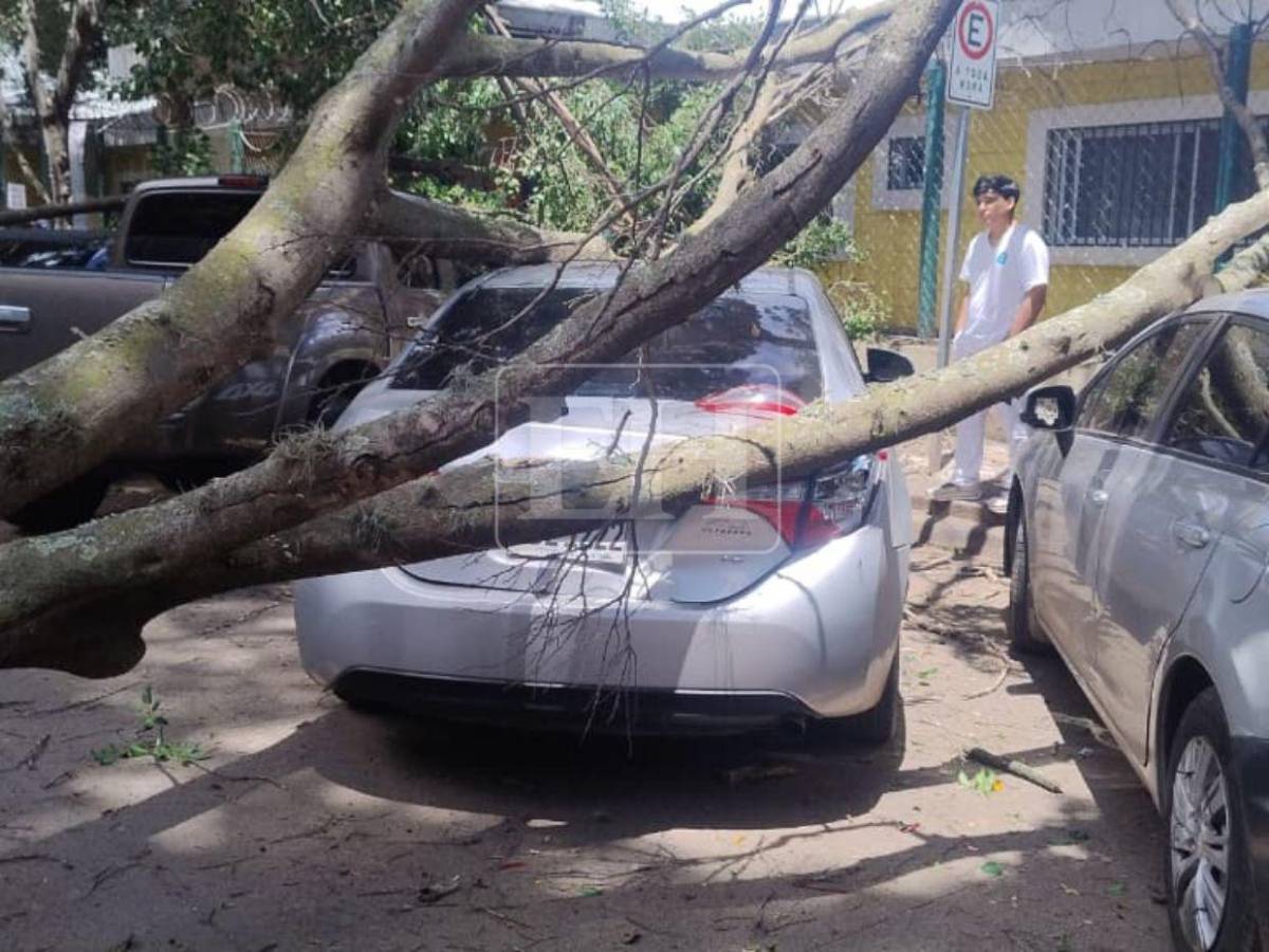 Árbol cae sobre varios vehículos frente a Facultad de Medicina: estudiante se salva de ser aplastado