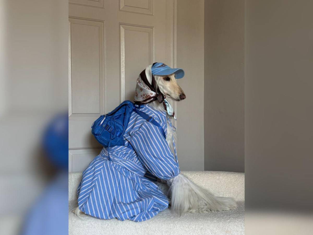Samantha, la galga afgana que conquista las redes con su glamour de modelo
