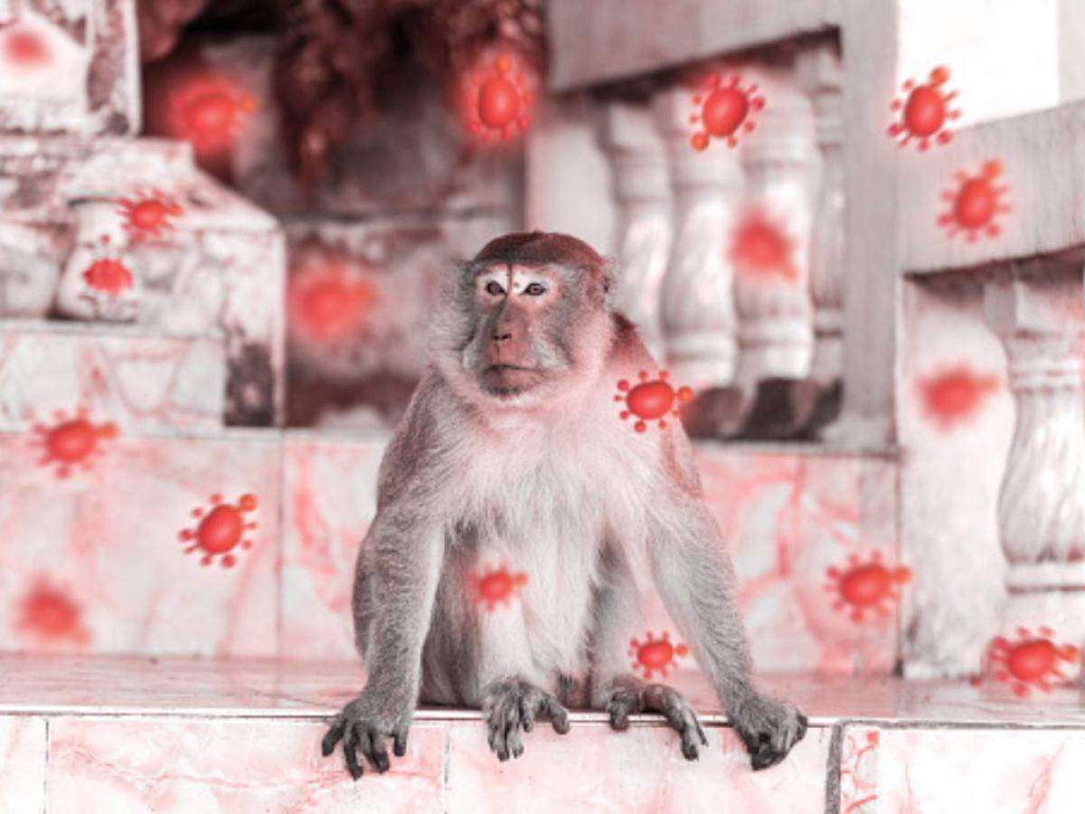La viruela del mono y otras enfermedades que han sido declaradas emergencia mundial
