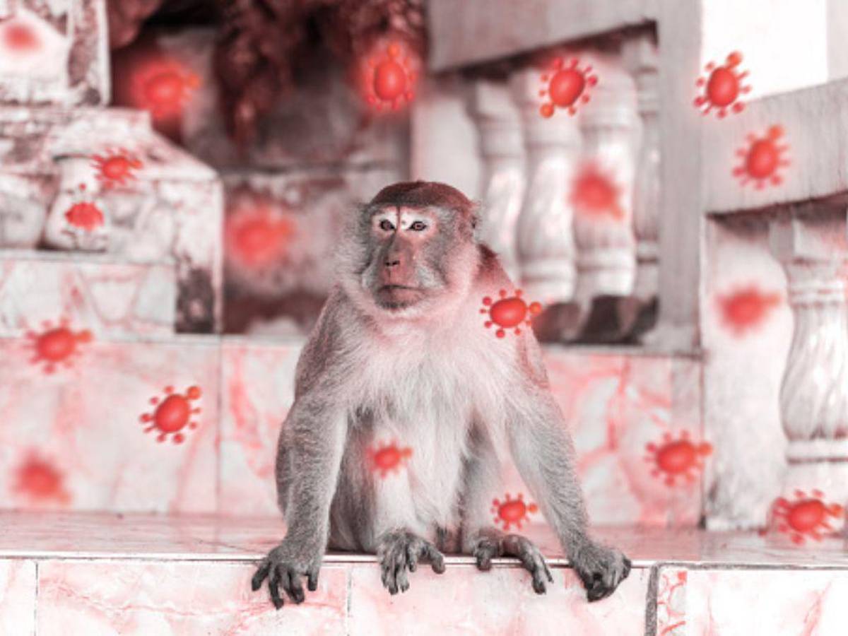 La viruela del mono y otras enfermedades que han sido declaradas emergencia mundial