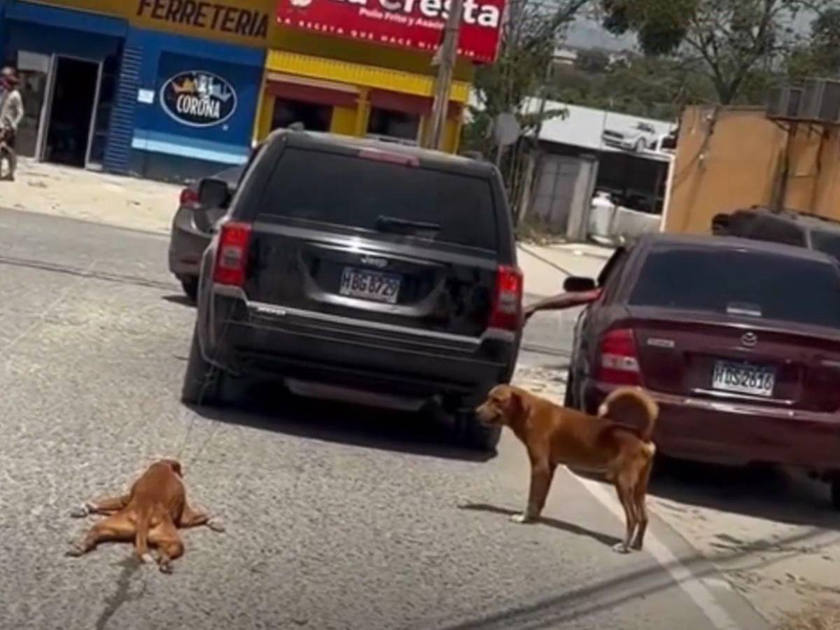 Pido disculpas: hombre explica que pasó con el perro que iba arrastrando en Choloma