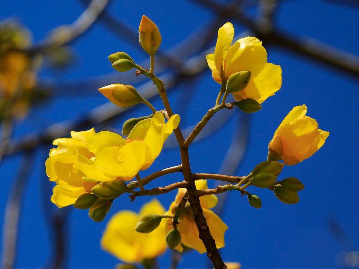 Con el estallido amarillo y rosa de los guayacanes: así lucen las calles en Centroamérica