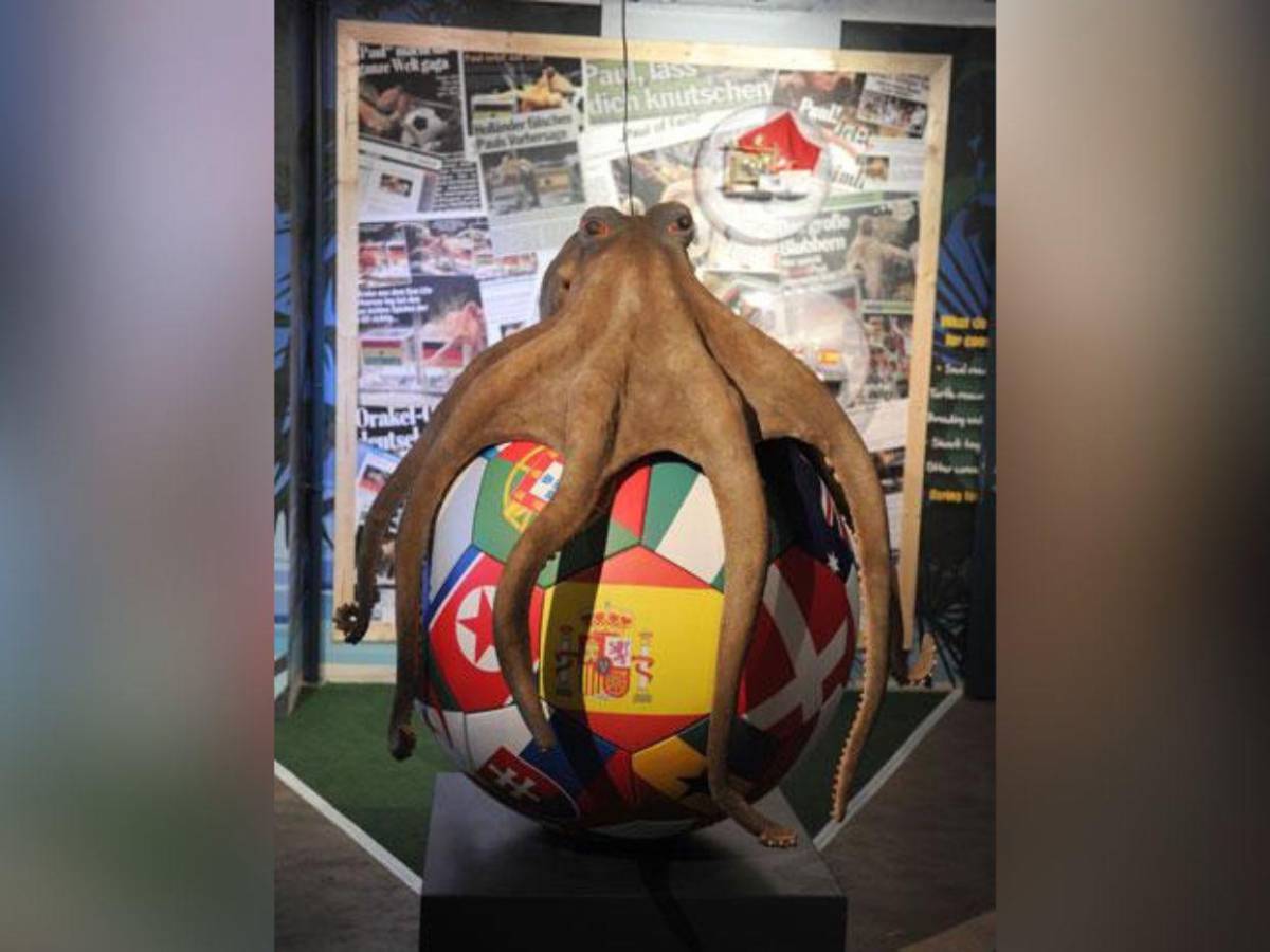 De los pulpos a los algoritmos: la inteligencia artificial elige al campeón del Mundial 2026