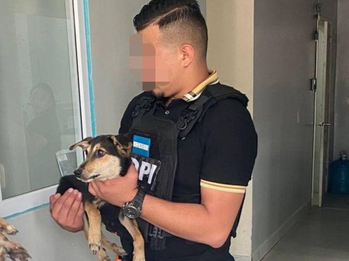 Quemaba y dejaba sin comer a sus perros: capturan a hombre por maltrato animal en Colón