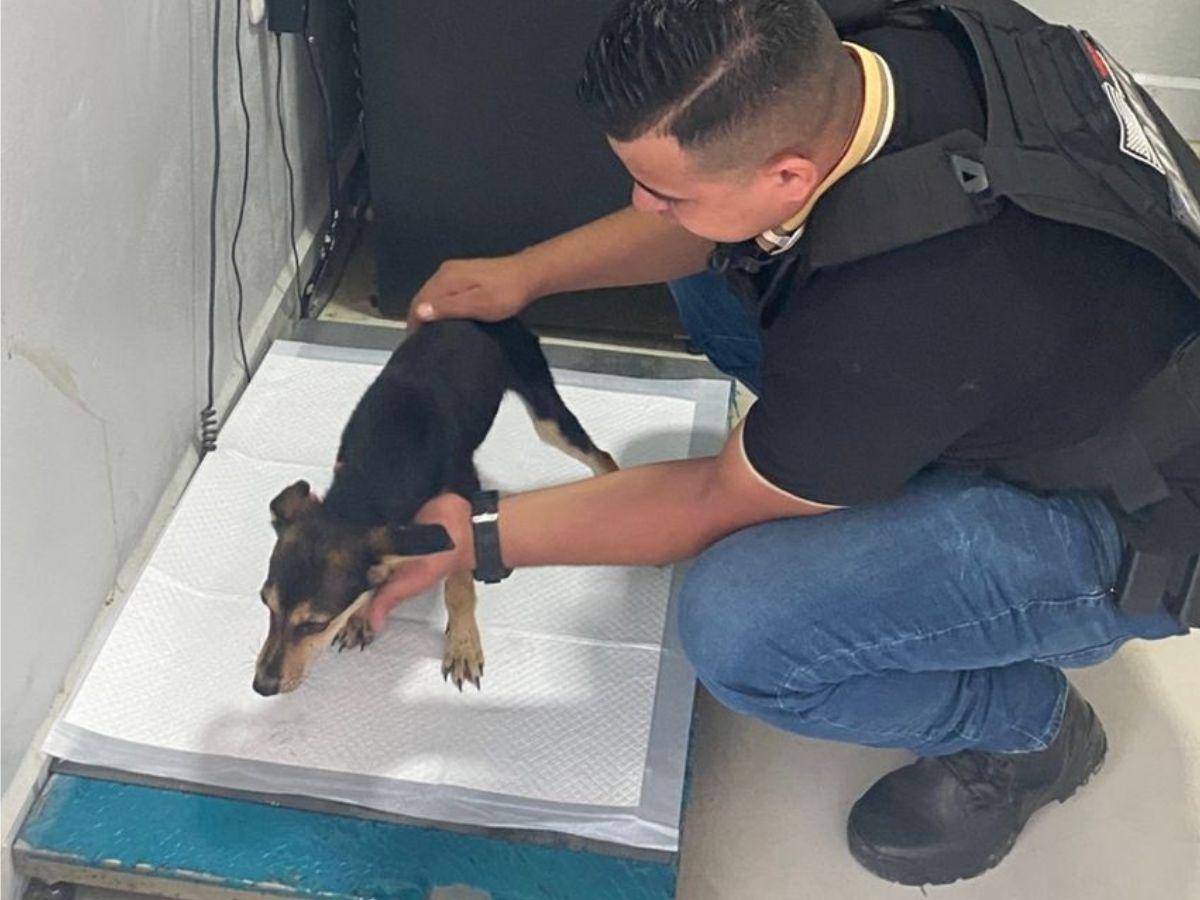 Quemaba y dejaba sin comer a sus perros: capturan a hombre por maltrato animal en Colón