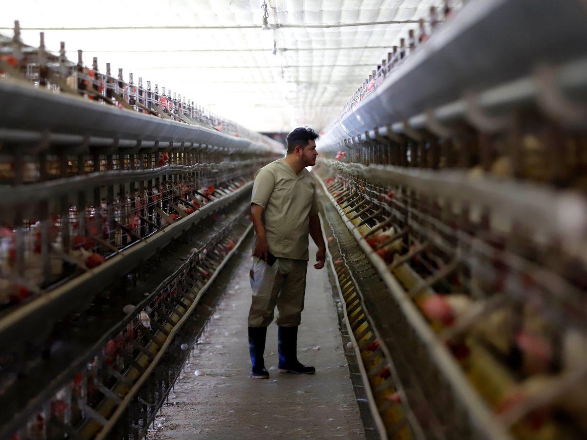 $!EL HERALDO realizó un trabajo de campo en las granjas productoras de huevo para conocer de primera mano cómo es el proceso y evidenciar los costos de producción.