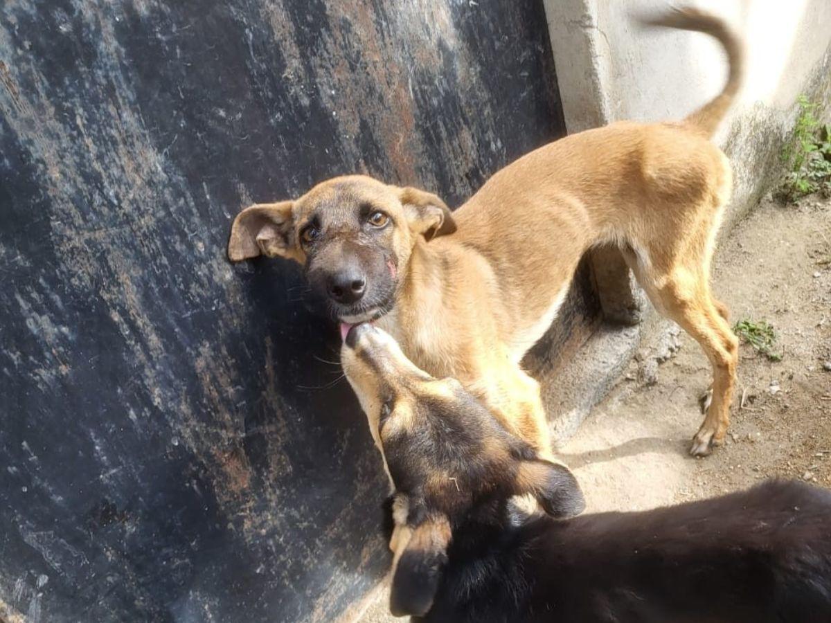 Quemaba y dejaba sin comer a sus perros: capturan a hombre por maltrato animal en Colón