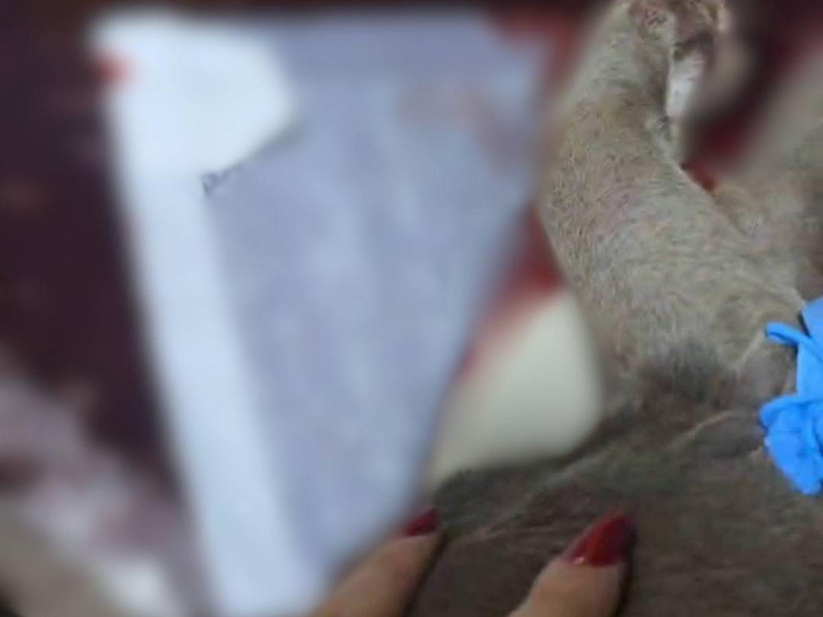 Indignación por muerte de “Chris”, el pitbull que habría sido torturado en Intibucá