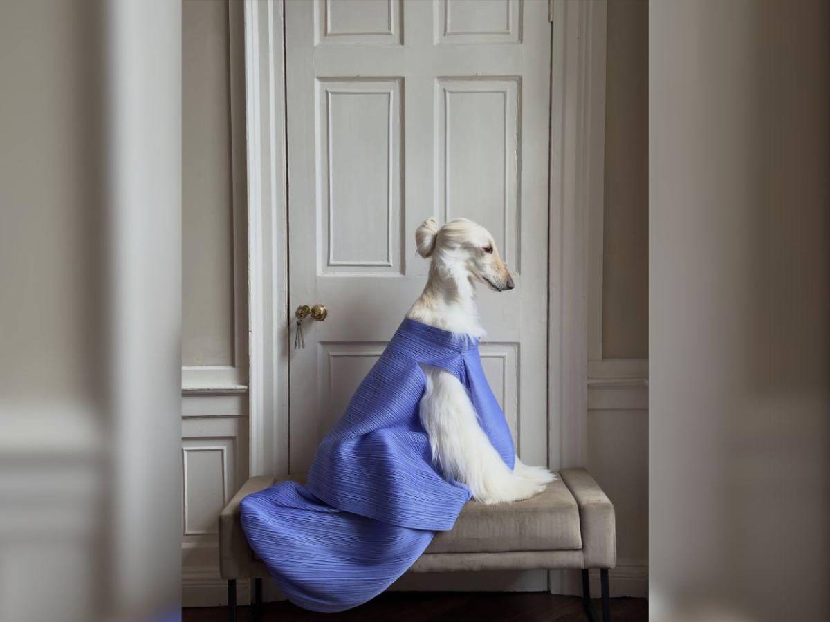 Samantha, la galga afgana que conquista las redes con su glamour de modelo